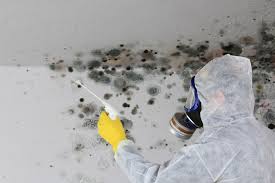 Trusted Platte City, MO Mold Removal Experts